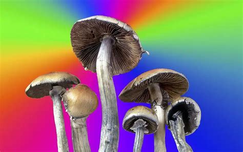 From Tripping to Integration: Making Sense of the Magic Mushroom Experience